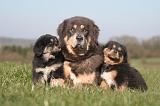 DOGUE DU TIBET 456